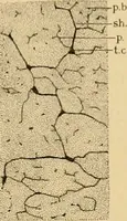 An illustration from Sthohr's histology : arranged upon an embroyological basis (1906)