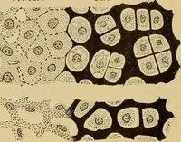 An illustration from Sthohr's histology : arranged upon an embroyological basis (1906)