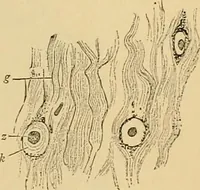 An illustration from Sthohr's histology : arranged upon an embroyological basis (1906)