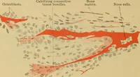 Picture 24 of 289 from Sthohr's histology : arranged upon an embroyological basis (1906), leaf 65