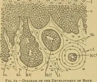 Picture 25 of 289 from Sthohr's histology : arranged upon an embroyological basis (1906), leaf 67