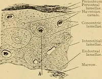 An illustration from Sthohr's histology : arranged upon an embroyological basis (1906)