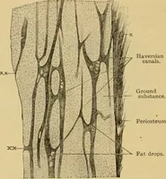 An illustration from Sthohr's histology : arranged upon an embroyological basis (1906)