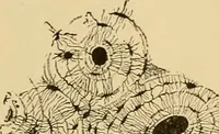 An illustration from Sthohr's histology : arranged upon an embroyological basis (1906)