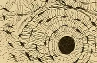 An illustration from Sthohr's histology : arranged upon an embroyological basis (1906)