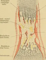 Picture 30 of 289 from Sthohr's histology : arranged upon an embroyological basis (1906), leaf 72