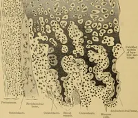 An illustration from Sthohr's histology : arranged upon an embroyological basis (1906)