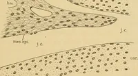 An illustration from Sthohr's histology : arranged upon an embroyological basis (1906)