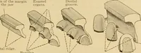 Picture 35 of 289 from Sthohr's histology : arranged upon an embroyological basis (1906), leaf 80