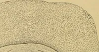 An illustration from Sthohr's histology : arranged upon an embroyological basis (1906)