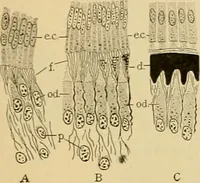 An illustration from Sthohr's histology : arranged upon an embroyological basis (1906)