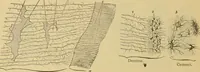 An illustration from Sthohr's histology : arranged upon an embroyological basis (1906)