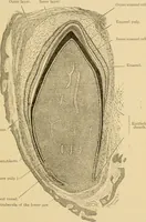 An illustration from Sthohr's histology : arranged upon an embroyological basis (1906)