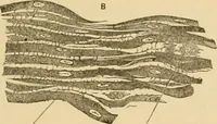 An illustration from Sthohr's histology : arranged upon an embroyological basis (1906)