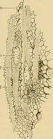 An illustration from Sthohr's histology : arranged upon an embroyological basis (1906)
