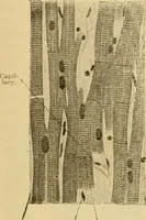 An illustration from Sthohr's histology : arranged upon an embroyological basis (1906)