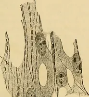 An illustration from Sthohr's histology : arranged upon an embroyological basis (1906)