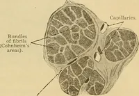 Picture 45 of 289 from Sthohr's histology : arranged upon an embroyological basis (1906), leaf 98