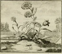 An illustration from Stichtelyke zinnebeelden, en Bybel-stoffen (1740)