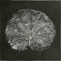 Picture 42 of 143 from Stilfragen : Grundlegungen zu einer Geschichte der Ornamentik (1893), leaf 158