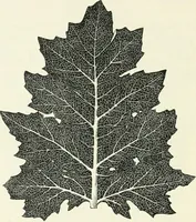 An illustration from Stilfragen : Grundlegungen zu einer Geschichte der Ornamentik (1893)