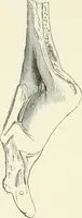 An illustration from Stilfragen : Grundlegungen zu einer Geschichte der Ornamentik (1893)
