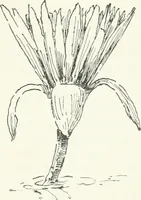 An illustration from Stilfragen : Grundlegungen zu einer Geschichte der Ornamentik (1893)