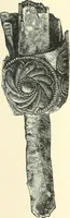 An illustration from Stilfragen : Grundlegungen zu einer Geschichte der Ornamentik (1893)