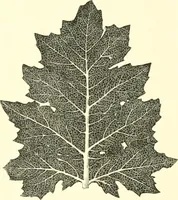 An illustration from Stilfragen : Grundlegungen zu einer Geschichte der Ornamentik (1893)