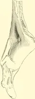 An illustration from Stilfragen : Grundlegungen zu einer Geschichte der Ornamentik (1893)