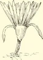An illustration from Stilfragen : Grundlegungen zu einer Geschichte der Ornamentik (1893)