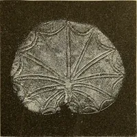 Picture 48 of 154 from Stilfragen : Grundlegungen zu einer Geschichte der Ornamentik (1893), leaf 158