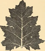 Picture 90 of 154 from Stilfragen : Grundlegungen zu einer Geschichte der Ornamentik (1893), leaf 237