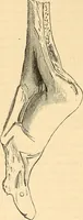 An illustration from Stilfragen : Grundlegungen zu einer Geschichte der Ornamentik (1893)
