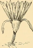 An illustration from Stilfragen : Grundlegungen zu einer Geschichte der Ornamentik (1893)