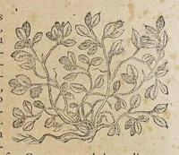 An illustration from Stirpium aduersaria noua, : perfacilis vestigatio luculentaqne [sic] accessio ad priscorum, presertim dioscoridis & recentiorum, materiam medica. Quibus propediem accedet altera pars. Qua coniectaneorum de plantis appendix, de succis medicatis et metallicis sectio, antiquae et nouatae medicine lectiorum remedioru[m] thesaurus opulentissimus, de succedaneis libellus continentur. (1571)
