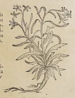 An illustration from Stirpium aduersaria noua, : perfacilis vestigatio luculentaqne [sic] accessio ad priscorum, presertim dioscoridis & recentiorum, materiam medica. Quibus propediem accedet altera pars. Qua coniectaneorum de plantis appendix, de succis medicatis et metallicis sectio, antiquae et nouatae medicine lectiorum remedioru[m] thesaurus opulentissimus, de succedaneis libellus continentur. (1571)