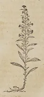 Picture 7 of 16 from Stirpium aduersaria noua, : perfacilis vestigatio luculentaqne [sic] accessio ad priscorum, presertim dioscoridis & recentiorum, materiam medica. Quibus propediem accedet altera pars. Qua coniectaneorum de plantis appendix, de succis medicatis et metallicis sectio, antiquae et nouatae medicine lectiorum remedioru[m] thesaurus opulentissimus, de succedaneis libellus continentur. (1571), leaf 172