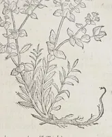 Picture 9 of 16 from Stirpium aduersaria noua, : perfacilis vestigatio luculentaqne [sic] accessio ad priscorum, presertim dioscoridis & recentiorum, materiam medica. Quibus propediem accedet altera pars. Qua coniectaneorum de plantis appendix, de succis medicatis et metallicis sectio, antiquae et nouatae medicine lectiorum remedioru[m] thesaurus opulentissimus, de succedaneis libellus continentur. (1571), leaf 181