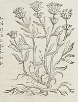 Picture 10 of 16 from Stirpium aduersaria noua, : perfacilis vestigatio luculentaqne [sic] accessio ad priscorum, presertim dioscoridis & recentiorum, materiam medica. Quibus propediem accedet altera pars. Qua coniectaneorum de plantis appendix, de succis medicatis et metallicis sectio, antiquae et nouatae medicine lectiorum remedioru[m] thesaurus opulentissimus, de succedaneis libellus continentur. (1571), leaf 253