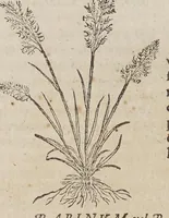 Picture 1 of 16 from Stirpium aduersaria noua, : perfacilis vestigatio luculentaqne [sic] accessio ad priscorum, presertim dioscoridis & recentiorum, materiam medica. Quibus propediem accedet altera pars. Qua coniectaneorum de plantis appendix, de succis medicatis et metallicis sectio, antiquae et nouatae medicine lectiorum remedioru[m] thesaurus opulentissimus, de succedaneis libellus continentur. (1571), leaf 28