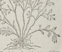 Picture 11 of 16 from Stirpium aduersaria noua, : perfacilis vestigatio luculentaqne [sic] accessio ad priscorum, presertim dioscoridis & recentiorum, materiam medica. Quibus propediem accedet altera pars. Qua coniectaneorum de plantis appendix, de succis medicatis et metallicis sectio, antiquae et nouatae medicine lectiorum remedioru[m] thesaurus opulentissimus, de succedaneis libellus continentur. (1571), leaf 354