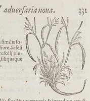 Picture 12 of 16 from Stirpium aduersaria noua, : perfacilis vestigatio luculentaqne [sic] accessio ad priscorum, presertim dioscoridis & recentiorum, materiam medica. Quibus propediem accedet altera pars. Qua coniectaneorum de plantis appendix, de succis medicatis et metallicis sectio, antiquae et nouatae medicine lectiorum remedioru[m] thesaurus opulentissimus, de succedaneis libellus continentur. (1571), leaf 359