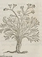 Picture 13 of 16 from Stirpium aduersaria noua, : perfacilis vestigatio luculentaqne [sic] accessio ad priscorum, presertim dioscoridis & recentiorum, materiam medica. Quibus propediem accedet altera pars. Qua coniectaneorum de plantis appendix, de succis medicatis et metallicis sectio, antiquae et nouatae medicine lectiorum remedioru[m] thesaurus opulentissimus, de succedaneis libellus continentur. (1571), leaf 359