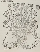 An illustration from Stirpium aduersaria noua, : perfacilis vestigatio luculentaqne [sic] accessio ad priscorum, presertim dioscoridis & recentiorum, materiam medica. Quibus propediem accedet altera pars. Qua coniectaneorum de plantis appendix, de succis medicatis et metallicis sectio, antiquae et nouatae medicine lectiorum remedioru[m] thesaurus opulentissimus, de succedaneis libellus continentur. (1571)