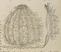 An illustration from Stirpium aduersaria noua, : perfacilis vestigatio luculentaqne [sic] accessio ad priscorum, presertim dioscoridis & recentiorum, materiam medica. Quibus propediem accedet altera pars. Qua coniectaneorum de plantis appendix, de succis medicatis et metallicis sectio, antiquae et nouatae medicine lectiorum remedioru[m] thesaurus opulentissimus, de succedaneis libellus continentur. (1571)