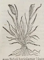 Picture 2 of 16 from Stirpium aduersaria noua, : perfacilis vestigatio luculentaqne [sic] accessio ad priscorum, presertim dioscoridis & recentiorum, materiam medica. Quibus propediem accedet altera pars. Qua coniectaneorum de plantis appendix, de succis medicatis et metallicis sectio, antiquae et nouatae medicine lectiorum remedioru[m] thesaurus opulentissimus, de succedaneis libellus continentur. (1571), leaf 43