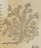 Picture 16 of 16 from Stirpium aduersaria noua, : perfacilis vestigatio luculentaqne [sic] accessio ad priscorum, presertim dioscoridis & recentiorum, materiam medica. Quibus propediem accedet altera pars. Qua coniectaneorum de plantis appendix, de succis medicatis et metallicis sectio, antiquae et nouatae medicine lectiorum remedioru[m] thesaurus opulentissimus, de succedaneis libellus continentur. (1571), leaf 432