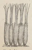Picture 4 of 16 from Stirpium aduersaria noua, : perfacilis vestigatio luculentaqne [sic] accessio ad priscorum, presertim dioscoridis & recentiorum, materiam medica. Quibus propediem accedet altera pars. Qua coniectaneorum de plantis appendix, de succis medicatis et metallicis sectio, antiquae et nouatae medicine lectiorum remedioru[m] thesaurus opulentissimus, de succedaneis libellus continentur. (1571), leaf 69