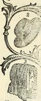 An illustration from The St. James's magazine, and heraldic and historical register (1850)